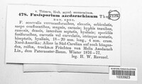 Fusisporium azedarachinum image